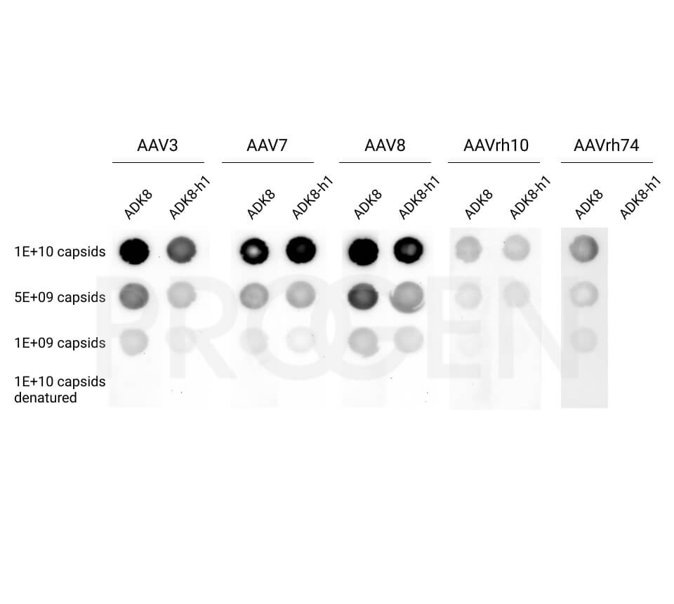 anti-AAV8, human chimeric, ADK8-h1
