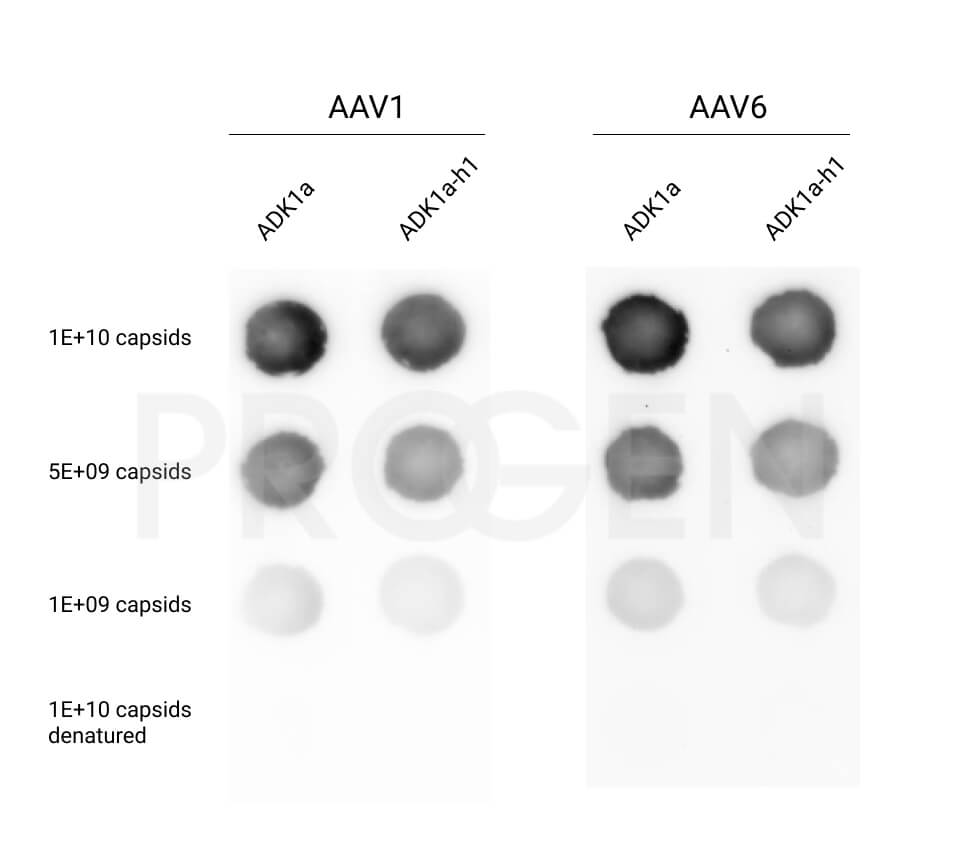 anti-AAV1, human chimeric, ADK1a-h1
