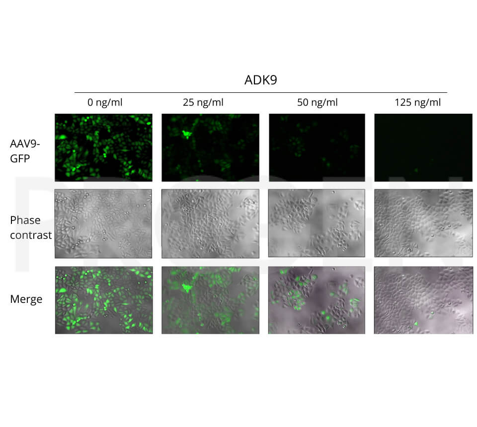 anti-AAV9 (intact particle) mouse monoclonal, ADK9, liquid, purified 