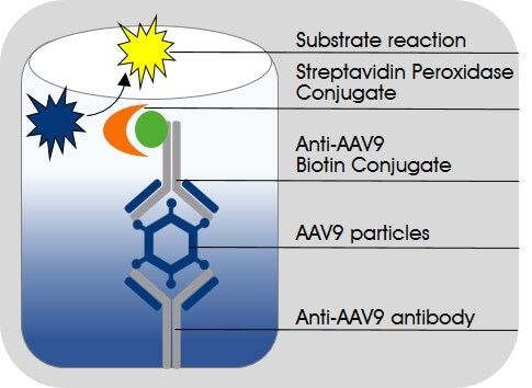 AAV9 Titration ELISA