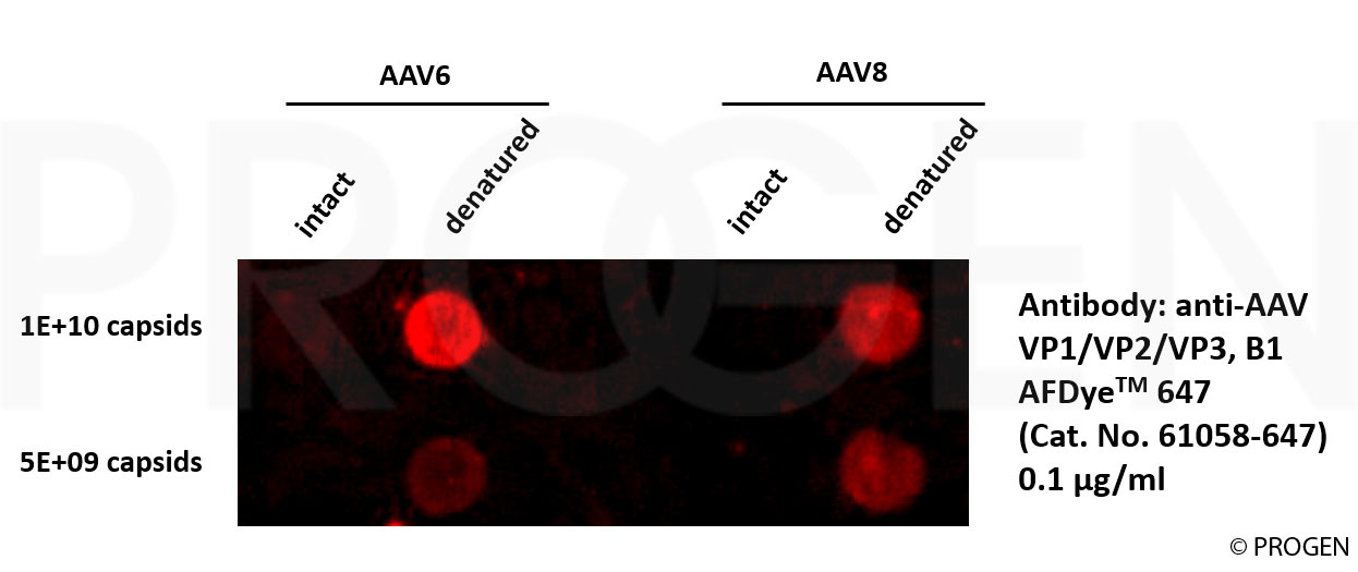 anti-AAV VP1/VP2/VP3 mouse monoclonal, B1, AFDye™ 647 Conjugate 