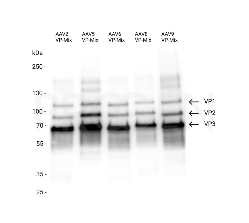 AAV5 VP1, recombinant protein