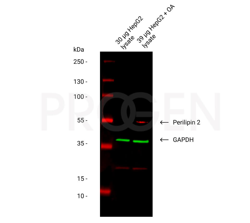 anti-Perilipin 2 (N-terminus aa 6-27) guinea pig polyclonal, serum