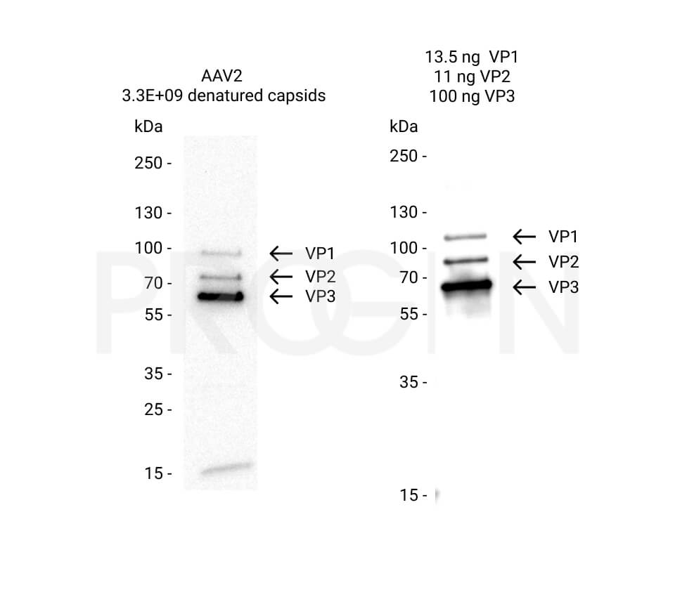anti-AAV VP1/VP2/VP3 mouse monoclonal, B1, liquid, purified