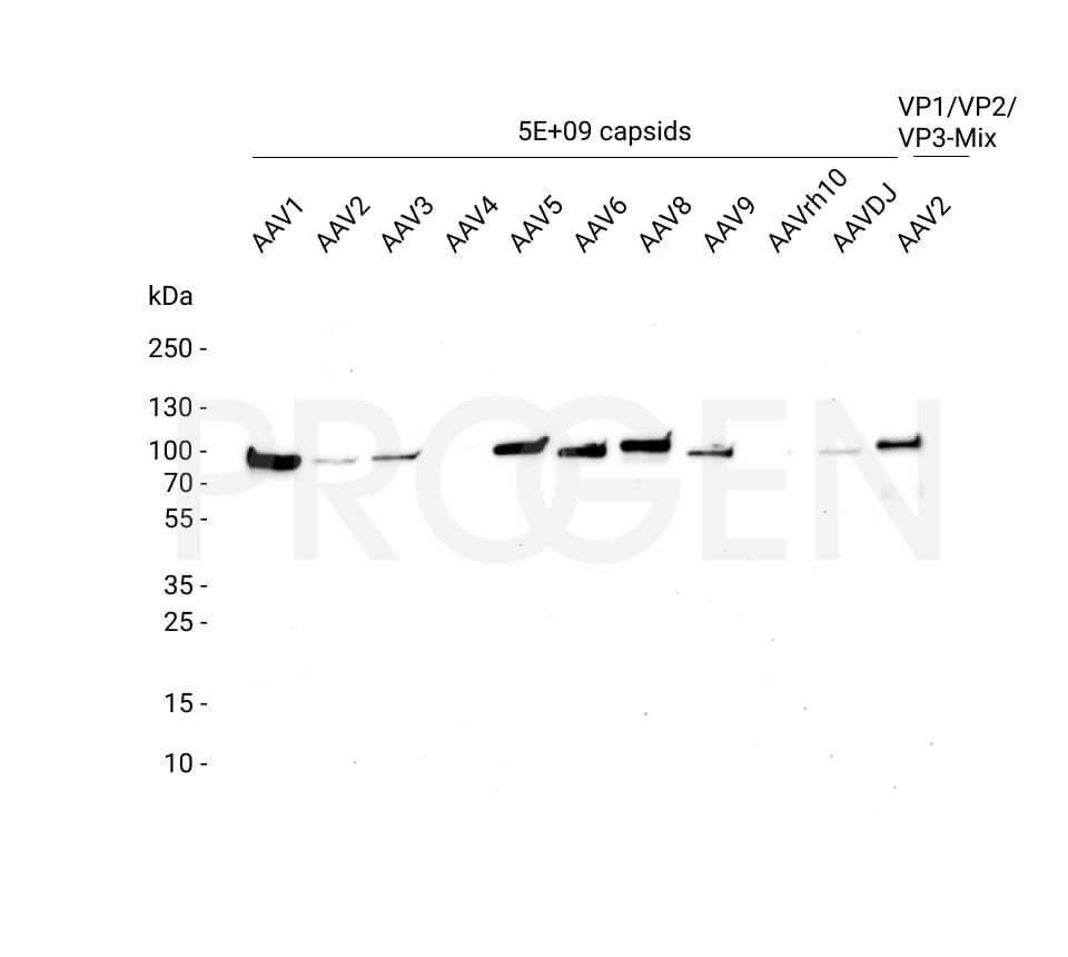 anti-AAV VP1 mouse monoclonal, A1, lyophilized, purified