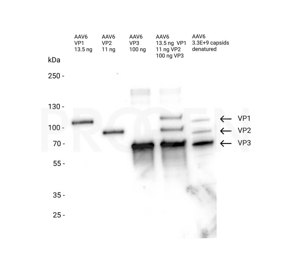 AAV6 VP2, recombinant protein