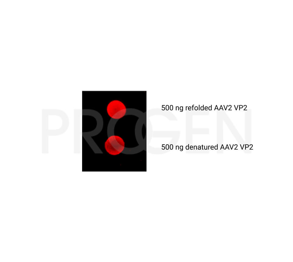 AAV2 VP2, recombinant protein 