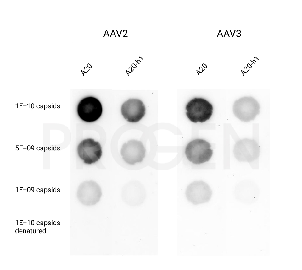 anti-AAV2, human chimeric, A20-h1, sample