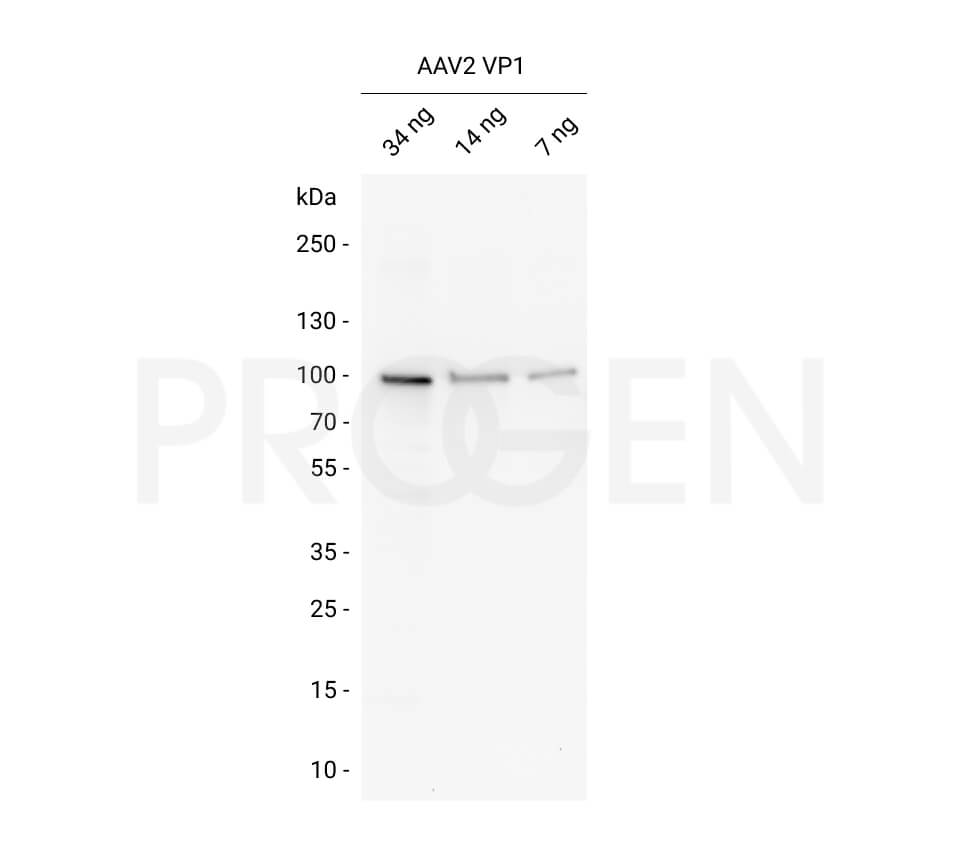AAV2 VP1, recombinant protein