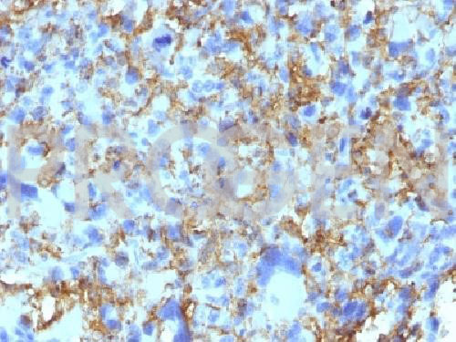 anti-MHC II DRB mouse monoclonal, LN-3, purified