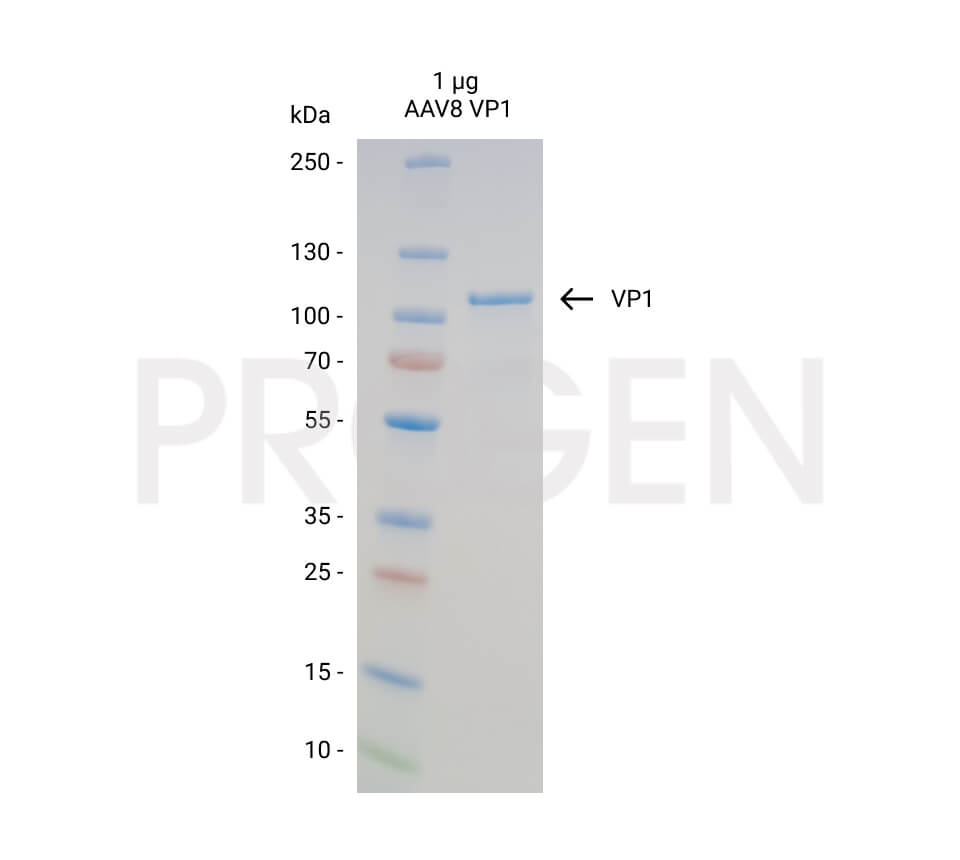 AAV8 VP1, recombinant protein