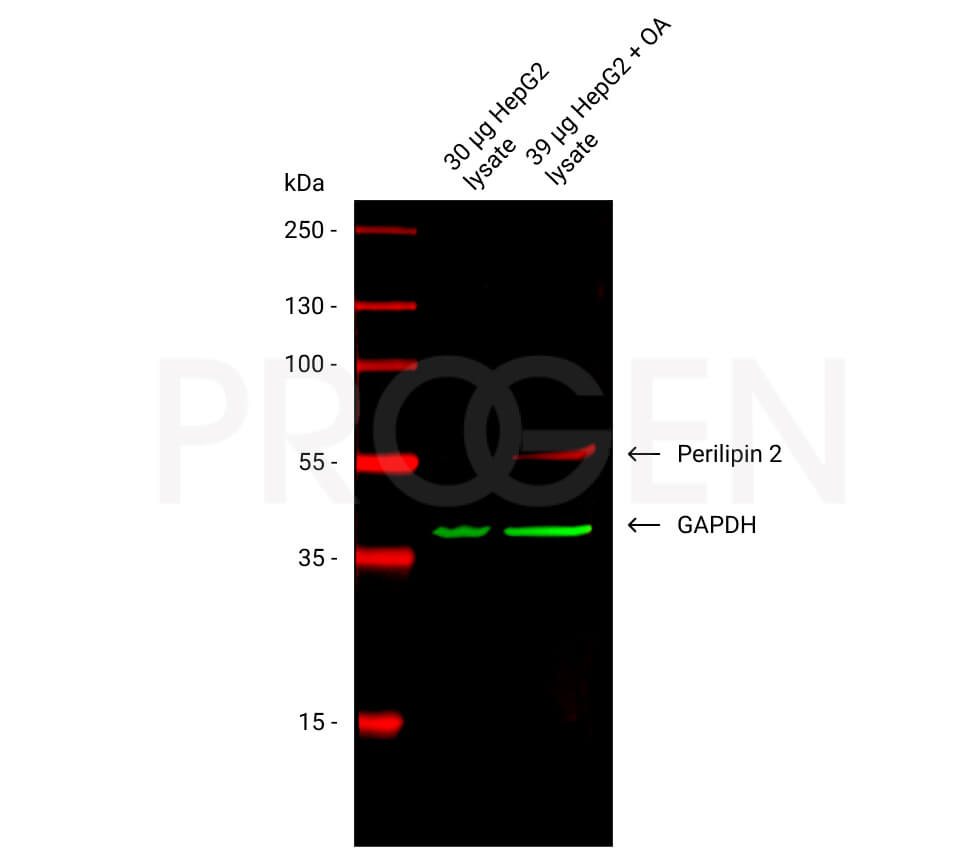 anti-Perilipin 2 (N-terminus aa 1-16) guinea pig polyclonal, serum