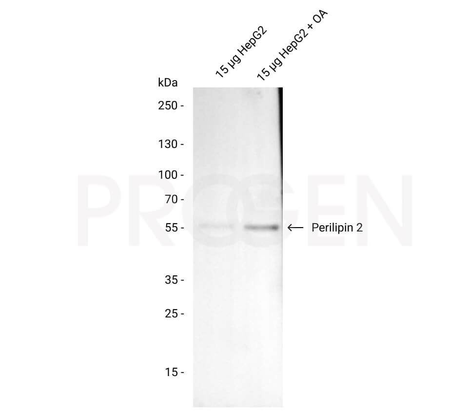 anti-Perilipin 2 (N-terminus) mouse monoclonal, AP125, liquid, purified, sample