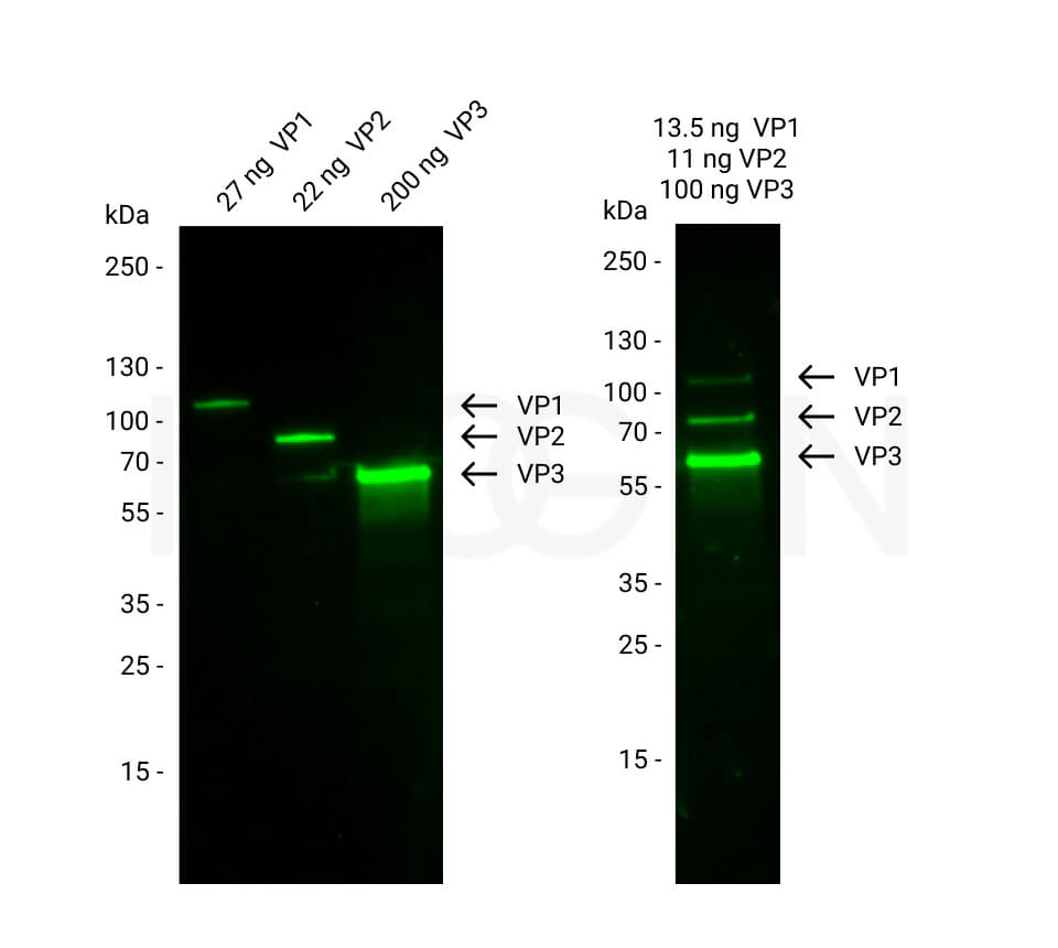 AAV2 VP1 + VP2 + VP3, recombinant proteins, set