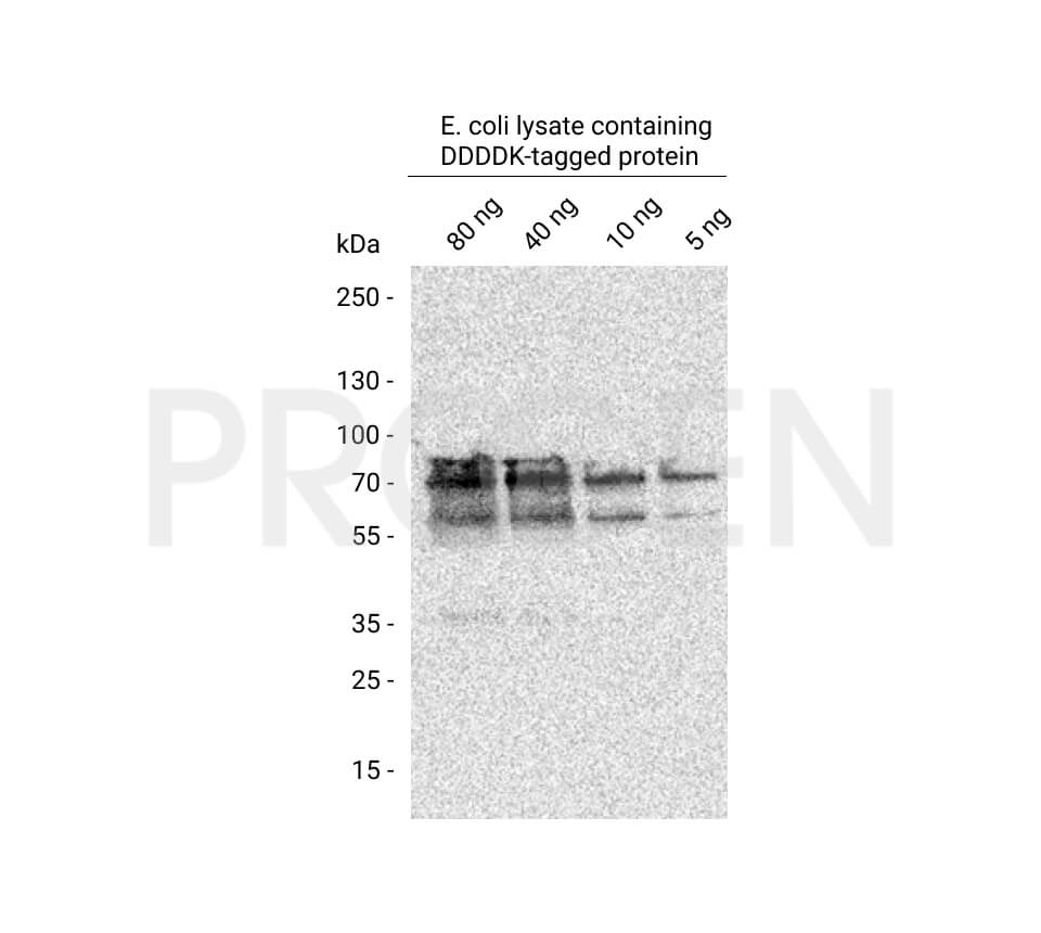 anti-DDDDK-tag mouse monoclonal, AP1501, lyophilized, purified, large