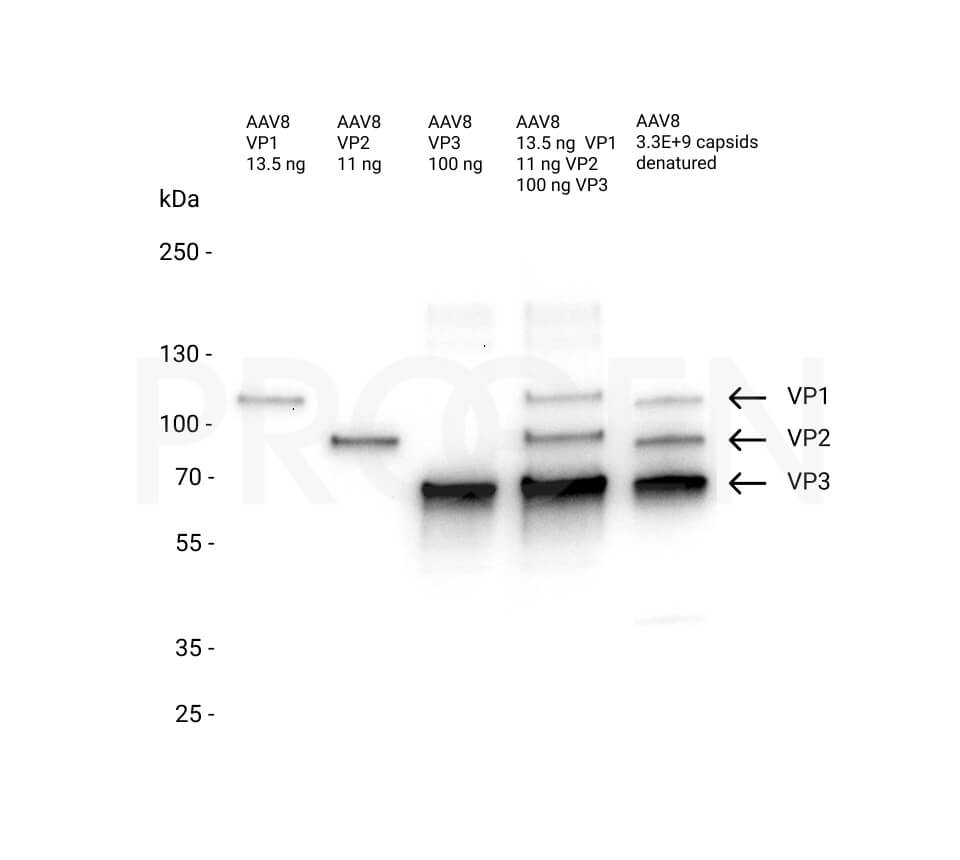 AAV8 VP1 + VP2 + VP3, recombinant proteins, set