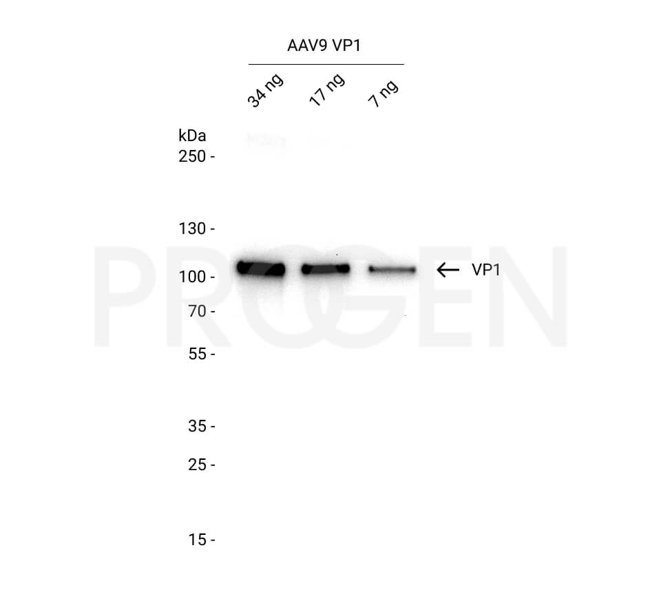 AAV9 VP1, recombinant protein