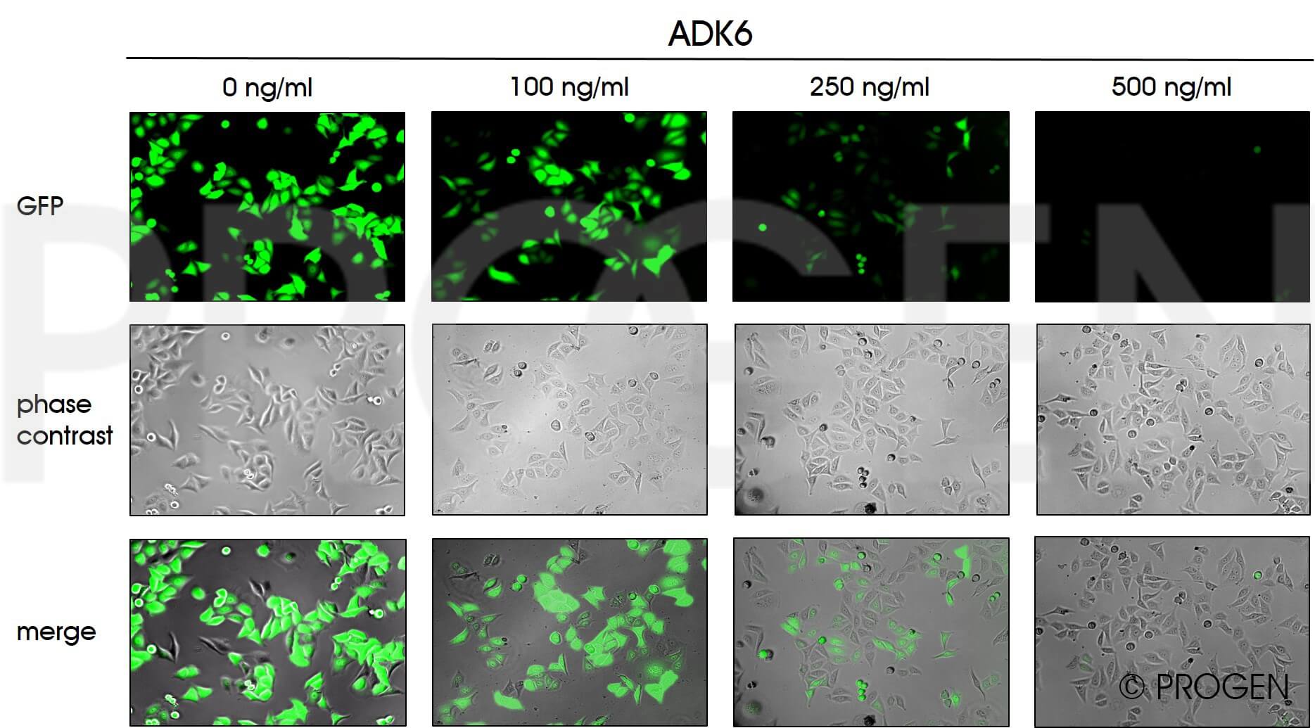anti-AAV6 (intact particle) mouse monoclonal, ADK6, lyophilized, purified