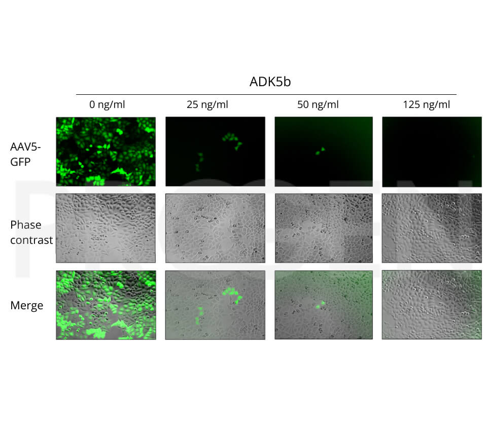 anti-AAV5 (intact particle) mouse monoclonal, ADK5b, lyophilized, purified