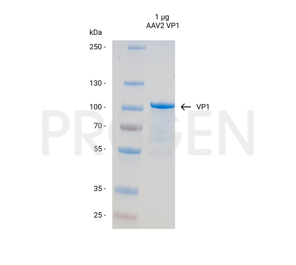 AAV2 VP1, recombinant protein