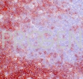 anti-CD4 mouse monoclonal, EDU-2, purified