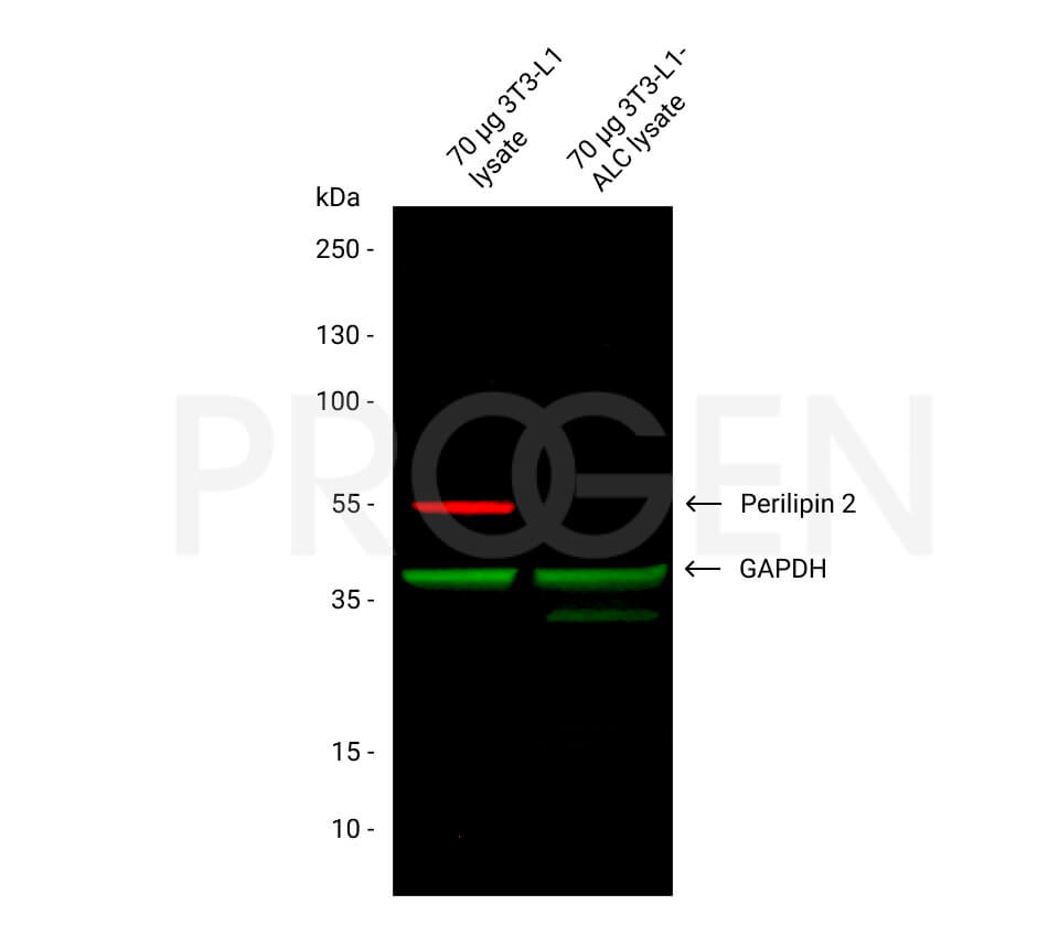 anti-Perilipin 2 (N-terminus aa 1-16) guinea pig polyclonal, serum
