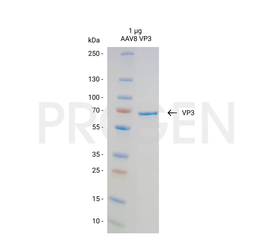 AAV8 VP3, recombinant protein
