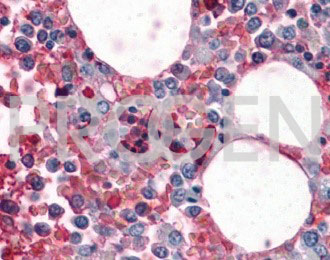 anti-Haemoglobin mouse monoclonal, EBS-O-048, purified
