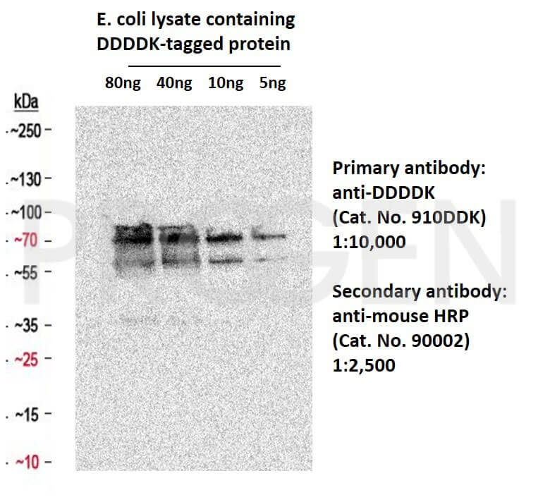 anti-DDDDK-tag mouse monoclonal, AP1501, lyophilized, purified