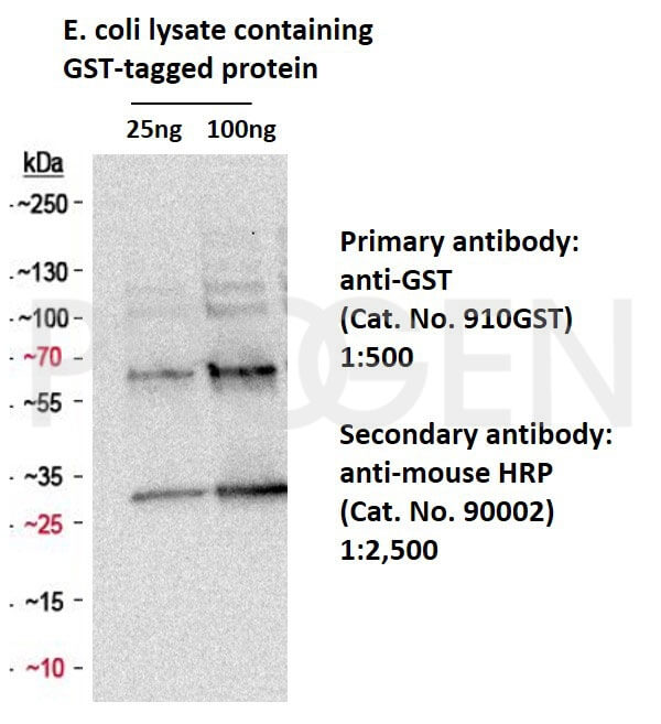 anti-GST-tag mouse monoclonal, F50-3D12.2, lyophilized, purified, large