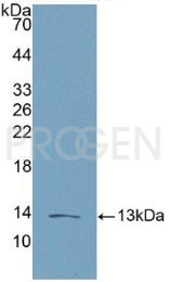 anti-LEC / CCL16 / HCC4 mouse monoclonal, LEC-14, purified