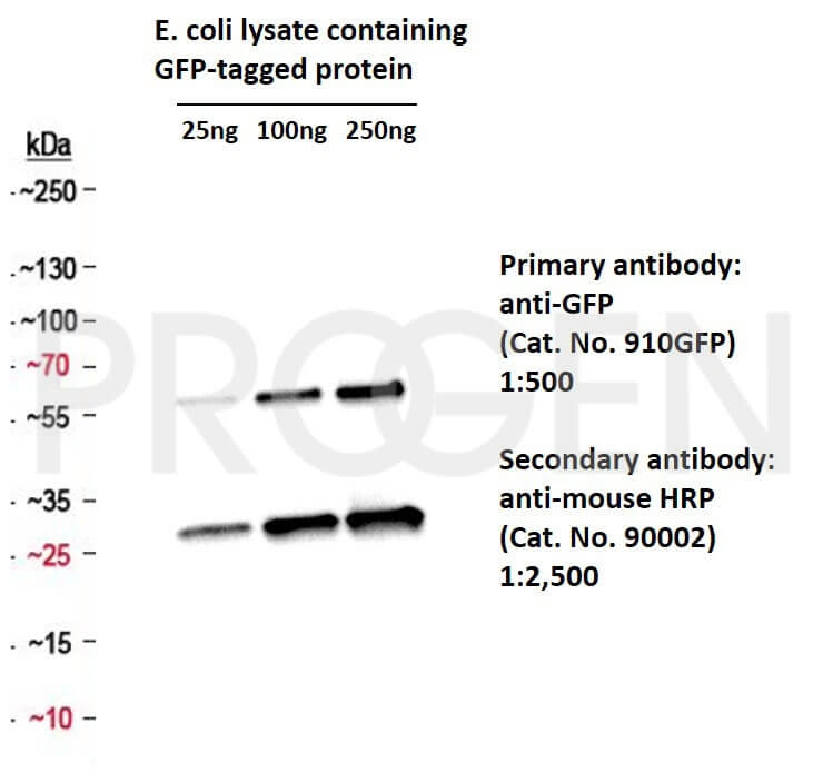 anti-GFP-tag mouse monoclonal, F56-6A1.2.3, lyophilized, purified, large