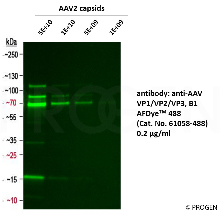 anti-AAV VP1/VP2/VP3 mouse monoclonal, B1, AFDye™ 488 Conjugate 