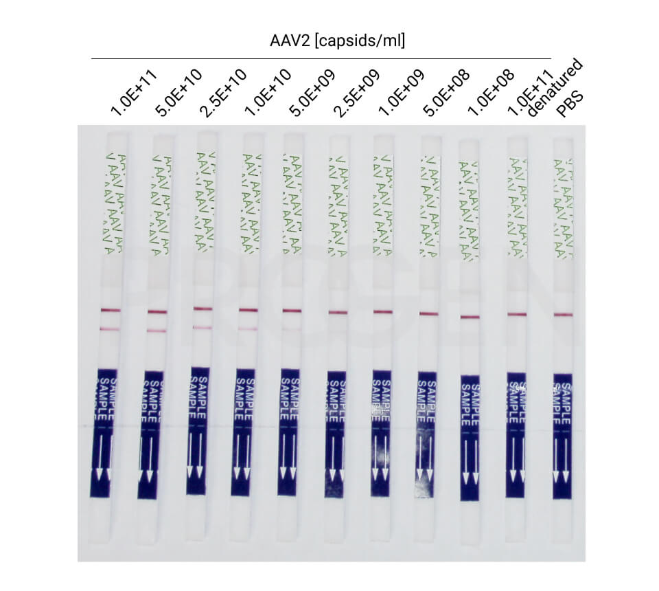 Dip’n’Check AAV2 and AAV3 - lateral flow assay