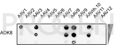 anti-AAV8 (intact particle) mouse monoclonal, ADK8, supernatant