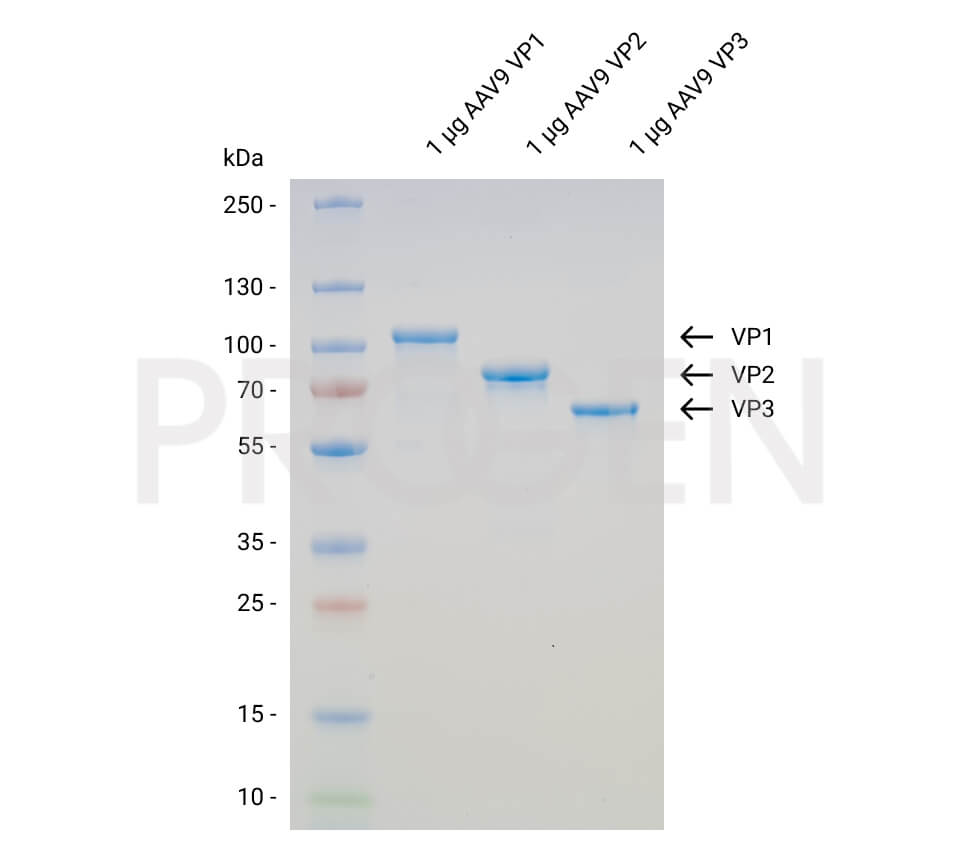 AAV9 VP1 + VP2 + VP3, recombinant proteins, set