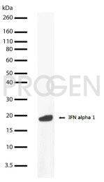 anti-Interferon alpha 1 mouse monoclonal, 2-48, purified