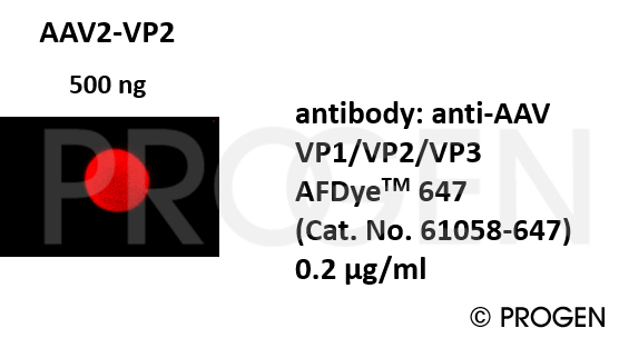 anti-AAV VP1/VP2/VP3 mouse monoclonal, B1, AFDye™ 647 Conjugate 