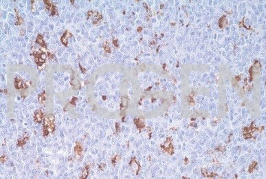 anti-Macrophage mouse monoclonal, EP-3, purified