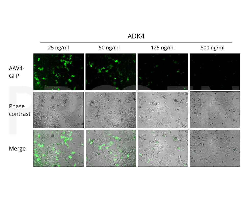 anti-AAV4 (intact particle) mouse monoclonal, ADK4, lyophilized, purified