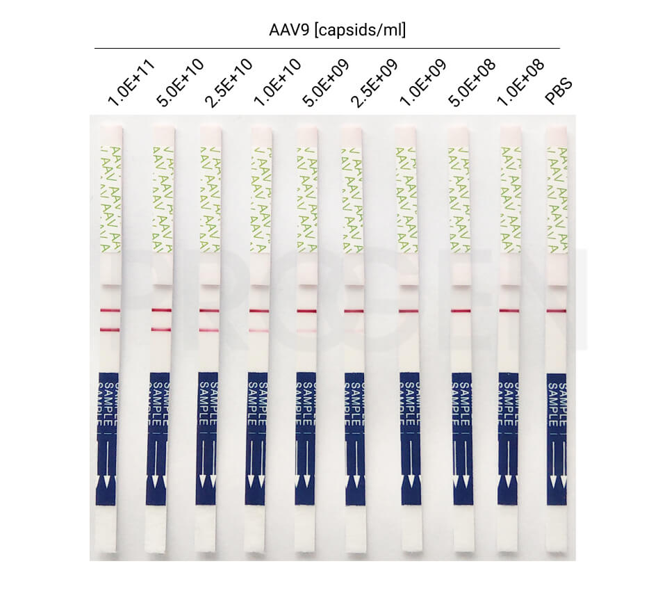 Dip’n’Check AAV9 - lateral flow assay