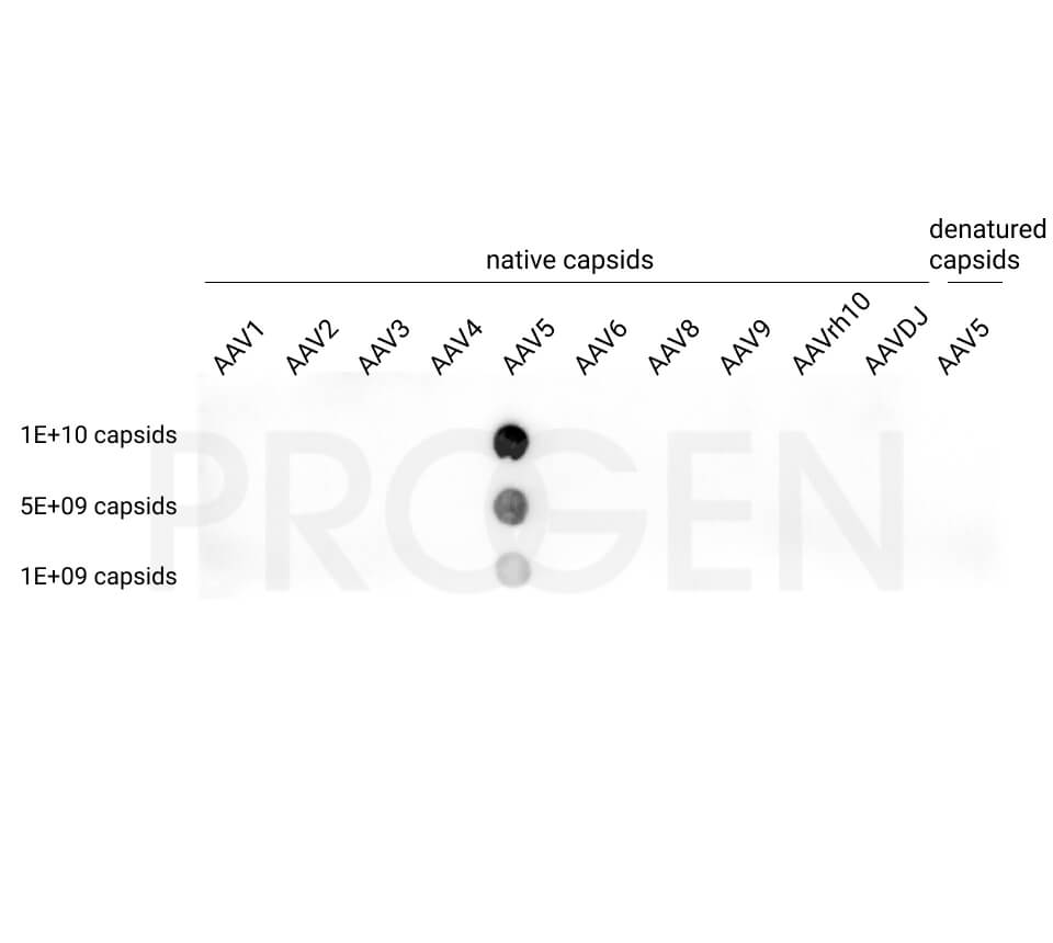 anti-AAV5 (intact particle) mouse monoclonal, ADK5a, lyophilized, purified, sample