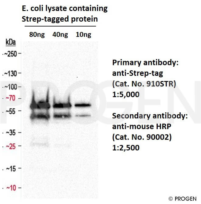 anti-Strep-tag mouse monoclonal, C23.21, lyophilized, purified, large