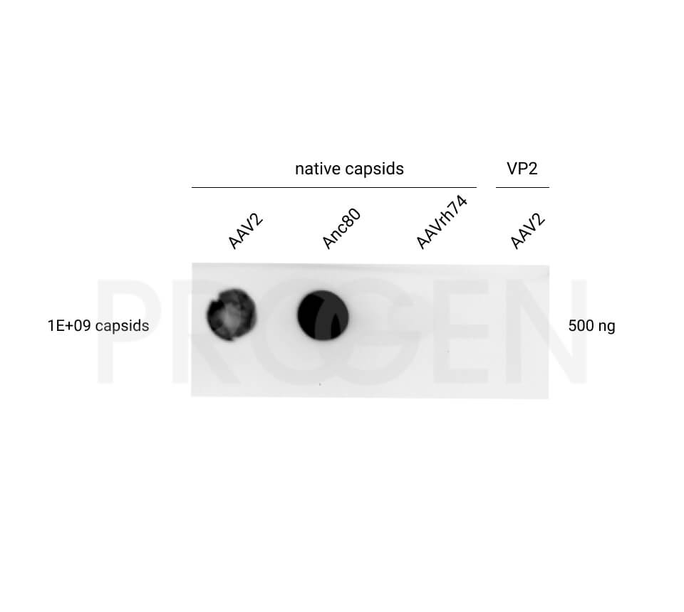 anti-AAV2 (intact particle) mouse recombinant, A20R, lyophilized, purified