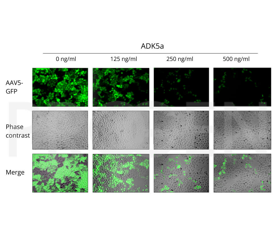 anti-AAV5 (intact particle) mouse monoclonal, ADK5a, lyophilized, purified