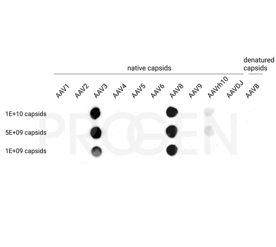 anti-AAV8 (intact particle) mouse monoclonal, ADK8, lyophilized, purified 