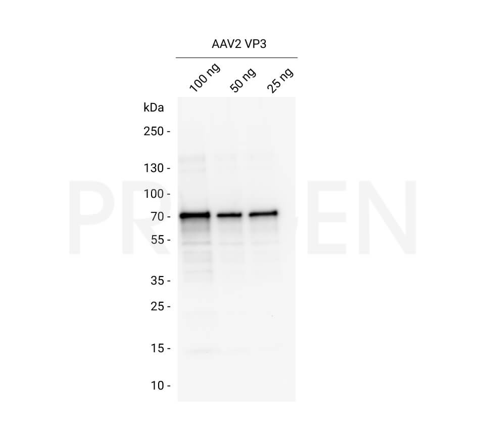AAV2 VP3, recombinant protein 