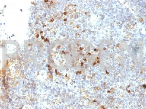 anti-MHC II DRA mouse monoclonal, EBS-O-111, purified