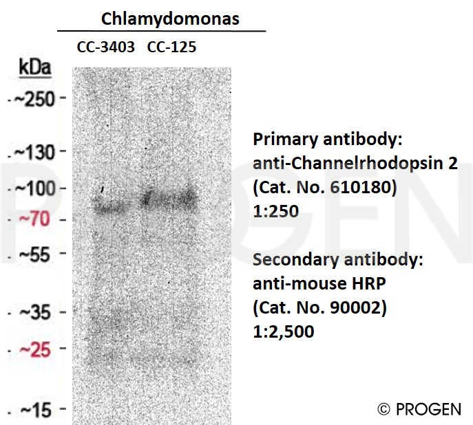 anti-Channelrhodopsin 2 mouse monoclonal, 15E2, supernatant
