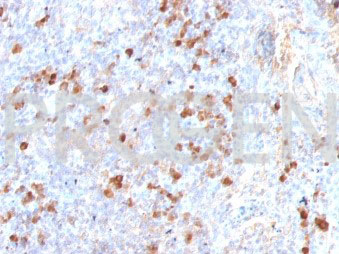 anti-Biotin mouse monoclonal, Hyb-8, purified